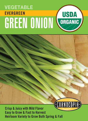 Organic Onion Evergreen - Cornucopia Seeds