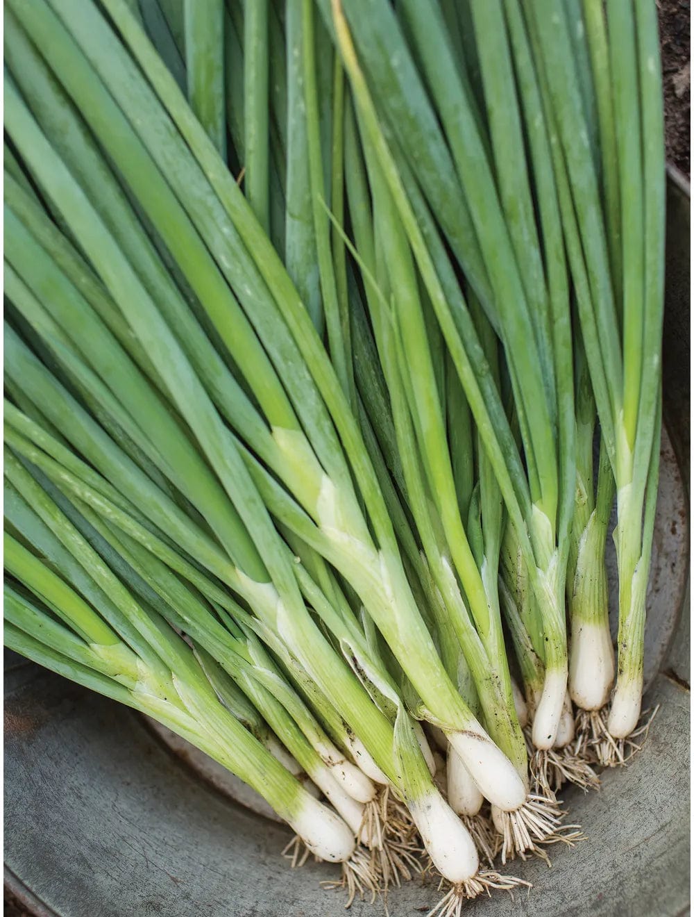 Organic Onion Long White - Burpee Seeds