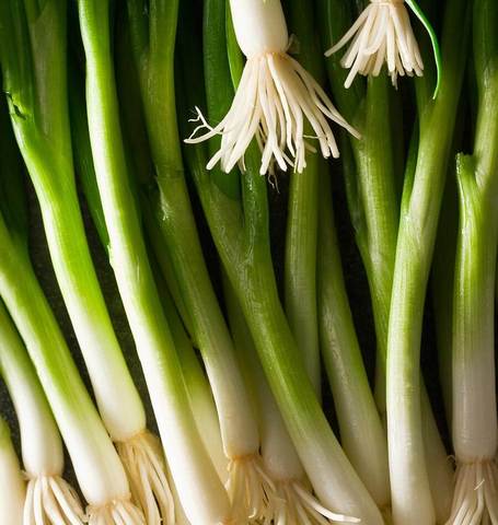 Organic Onion Parade Scallions - West Coast Seeds