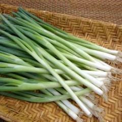 Scallions Sprint - Renee's Garden