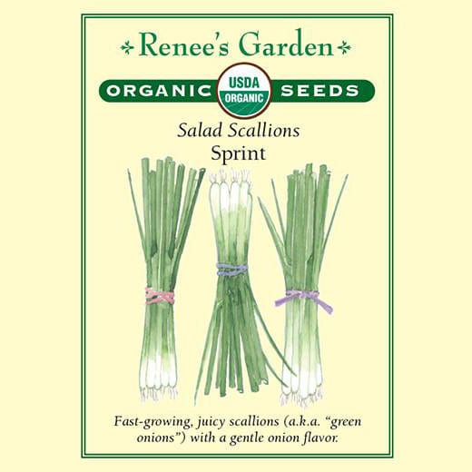Scallions Sprint Organic - Renee's Garden