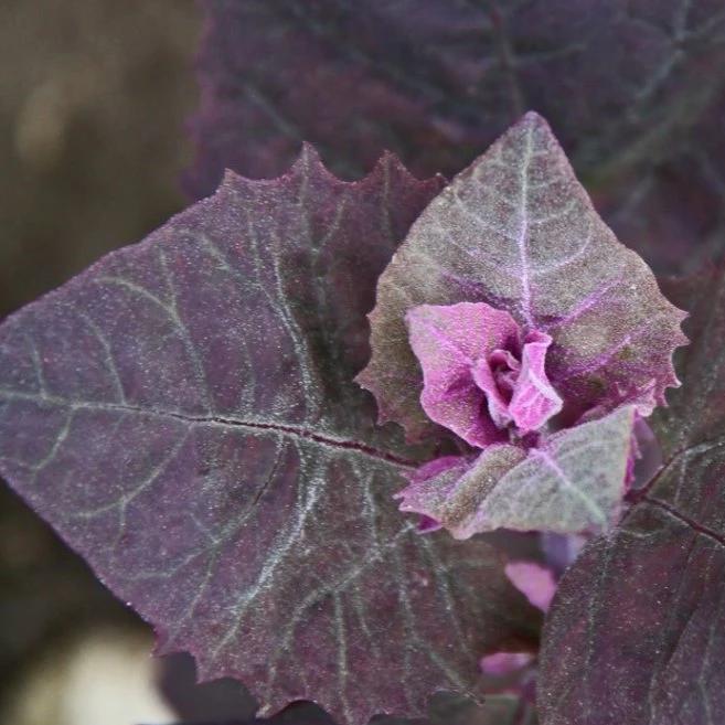 Purple Orach - Metchosin Farm