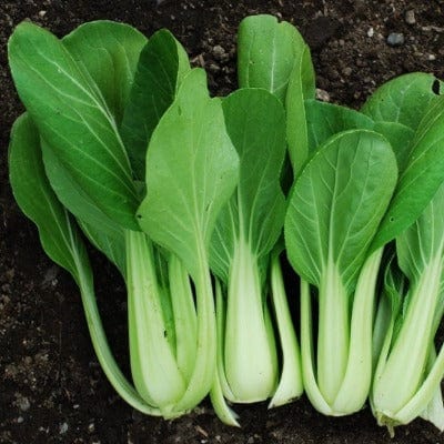Pac Choi