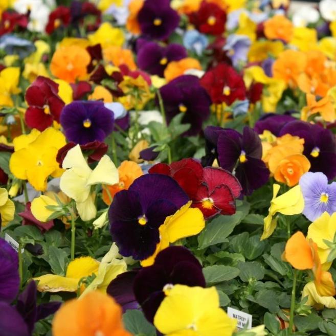 Pansy - Metchosin Farm