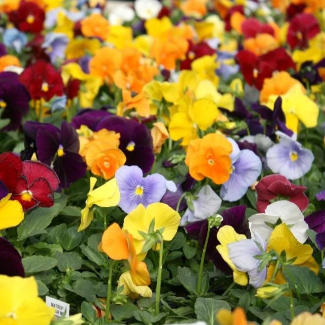 Organic Pansy - Metchosin Farm Seeds