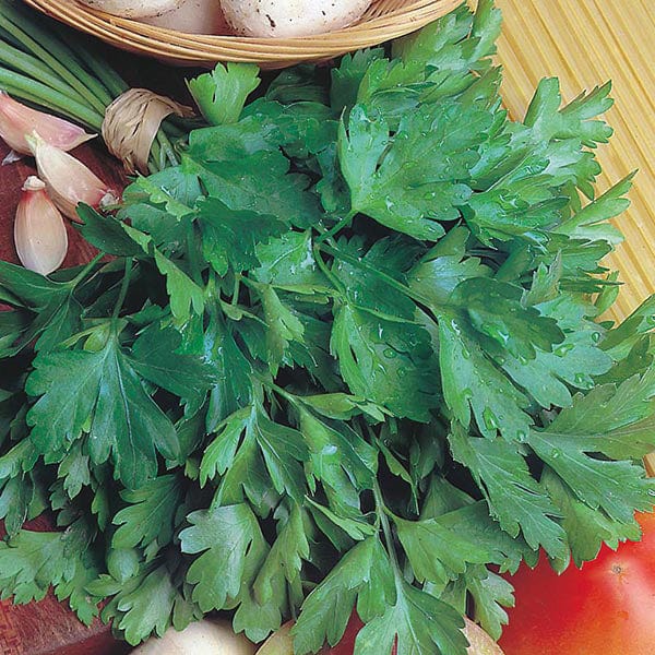 Parsley Giant of Italy Organic - Mr. Fothergill's Seeds