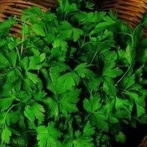 Parsley Italian Flat Leaf Organic - Cornucopia Seeds