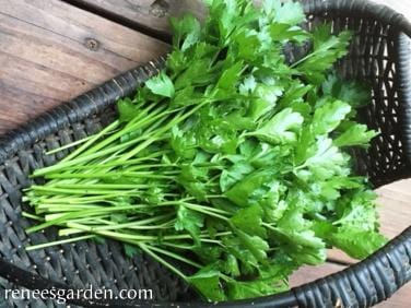 Organic Parsley Italian Large Leaf - Renee's Garden Seeds