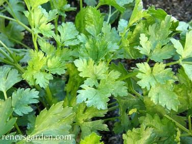 Organic Parsley Italian Large Leaf - Renee's Garden Seeds