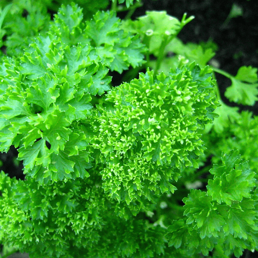 Organic Parsley - Metchosin Farm Seeds