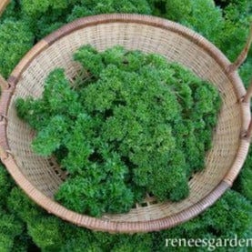 Parsley Triple Curled Organic - Renee's Garden Seeds