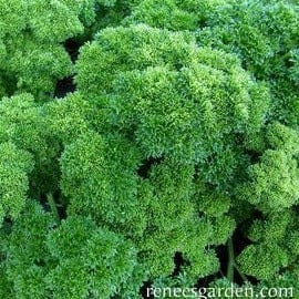 Parsley Triple Curled Organic - Renee's Garden Seeds