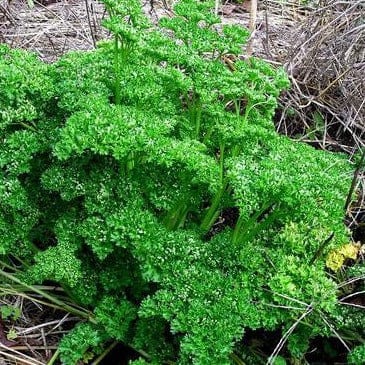 Parsley Triple Curled Organic - Renee's Garden Seeds