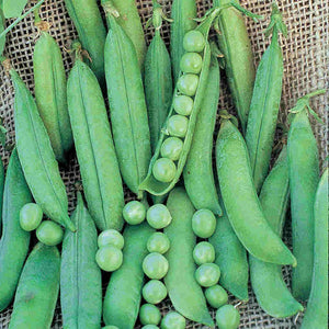 Organic Pea Green Arrow - McKenzie Seeds