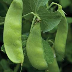 Pea Oregon Sugar Pod 11 Organic- Burpee Seeds