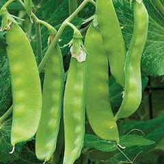 Pea Oregon Sugar Pod 11 Organic- Burpee Seeds