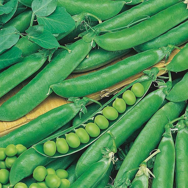 Organic Pea Rondo - Mr. Fothergill's