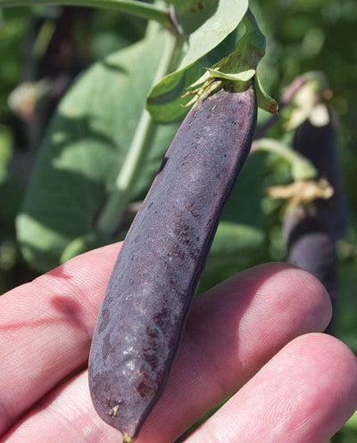 Organic Pea Snow Purple Mist - West Coast Seeds