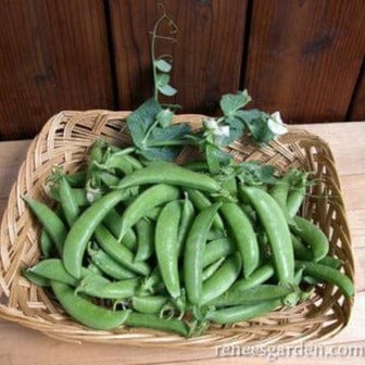 Snap Peas Sugar Daddy - Renee's Garden Seeds