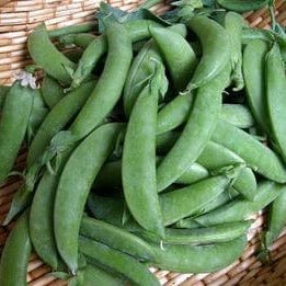 Snap Peas Sugar Daddy - Renee's Garden Seeds