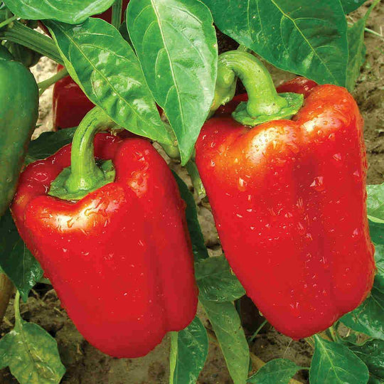 Organic Pepper Early California - McKenzie Seeds