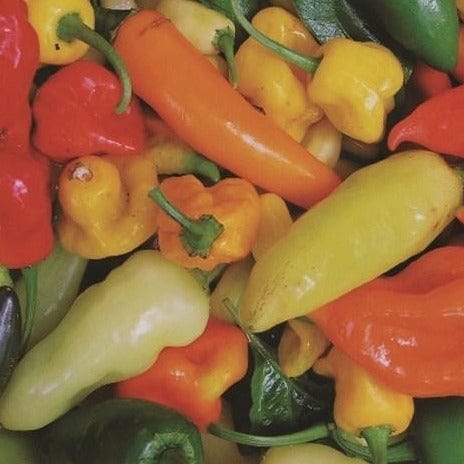 Organic Pepper Hot Mix - Metchosin Farm Seeds