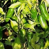 Pepper Jalapeno Chile Organic - Cornucopia Seeds