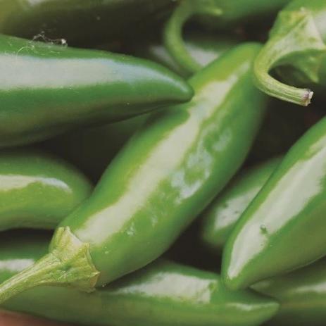 Peppers Jalapeno - Metchosin Farm