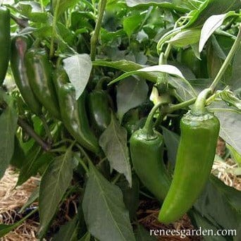 Chiles Jalapeno - Renee's Garden Seeds