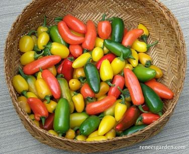 Organic Pepper Jalapeno Spice Trio Mix - Renee's Garden