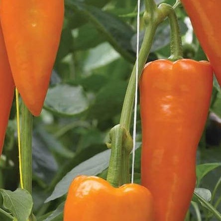 Pepper Oranos Organic - West Coast Seeds