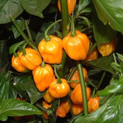 Pepper Scotch Bonnet - Metchosin Farm