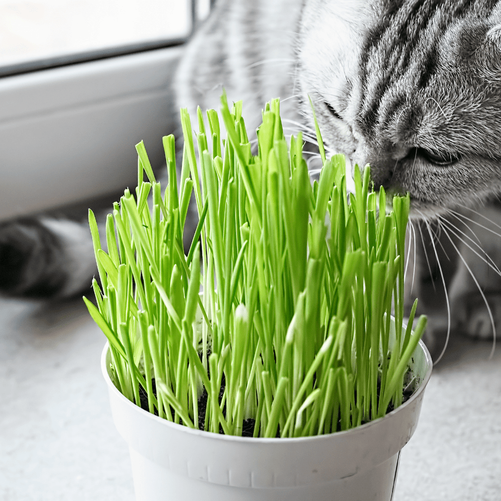 Organic Pet Grass - McKenzie Seeds