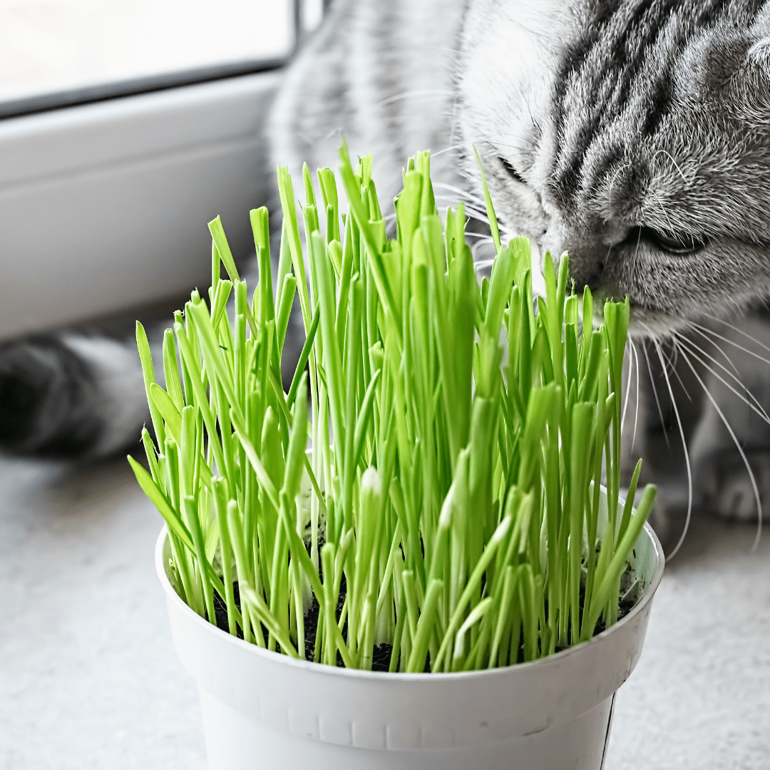 Organic Pet Grass - McKenzie Seeds