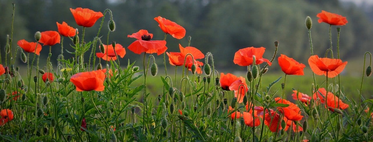 Organic Poppy Flander's - Metchosin Farm Seeds