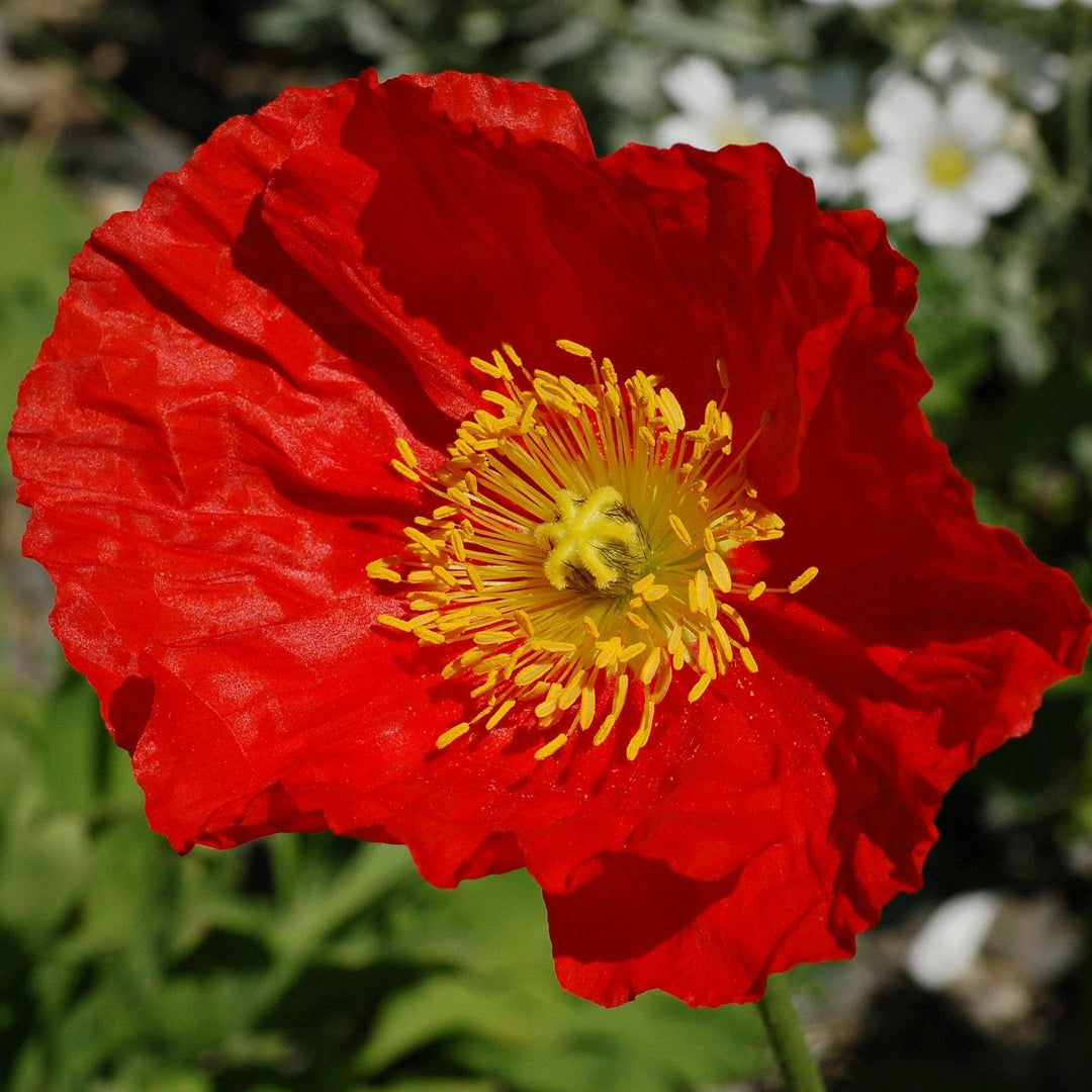 Poppy Icelandic - Metchosin Farm