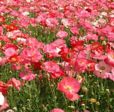 Poppy Mix - Metchosin Farm