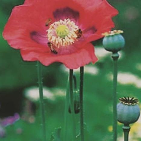 Opium Poppy 