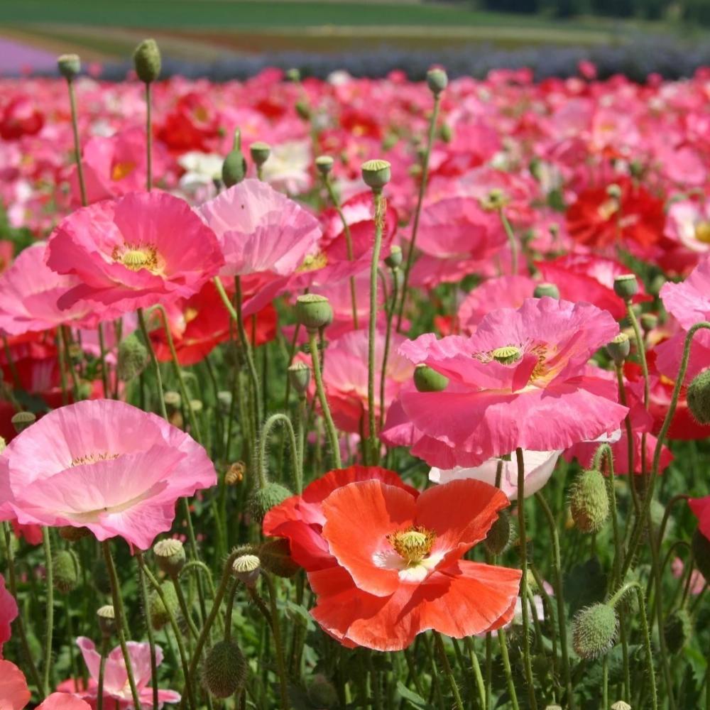 Shirley Poppy - Metchosin Farm