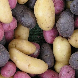 potato seeds