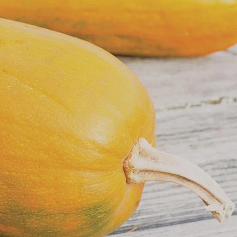 Organic Pumpkin Algonquin - Metchosin Farm Seeds