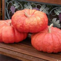 Pumpkins Rouge Vif d'Etampe - Renee's Garden