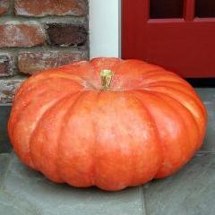 Pumpkins Rouge Vif d'Etampe - Renee's Garden