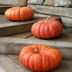 Pumpkins Rouge Vif d'Etampe - Renee's Garden