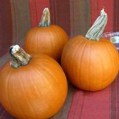 Pumpkins Spookie - Renee's Garden