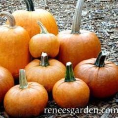Pumpkins Spookie - Renee's Garden