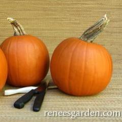 Pumpkins Spookie - Renee's Garden