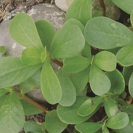 Purslane - Metchosin Farm