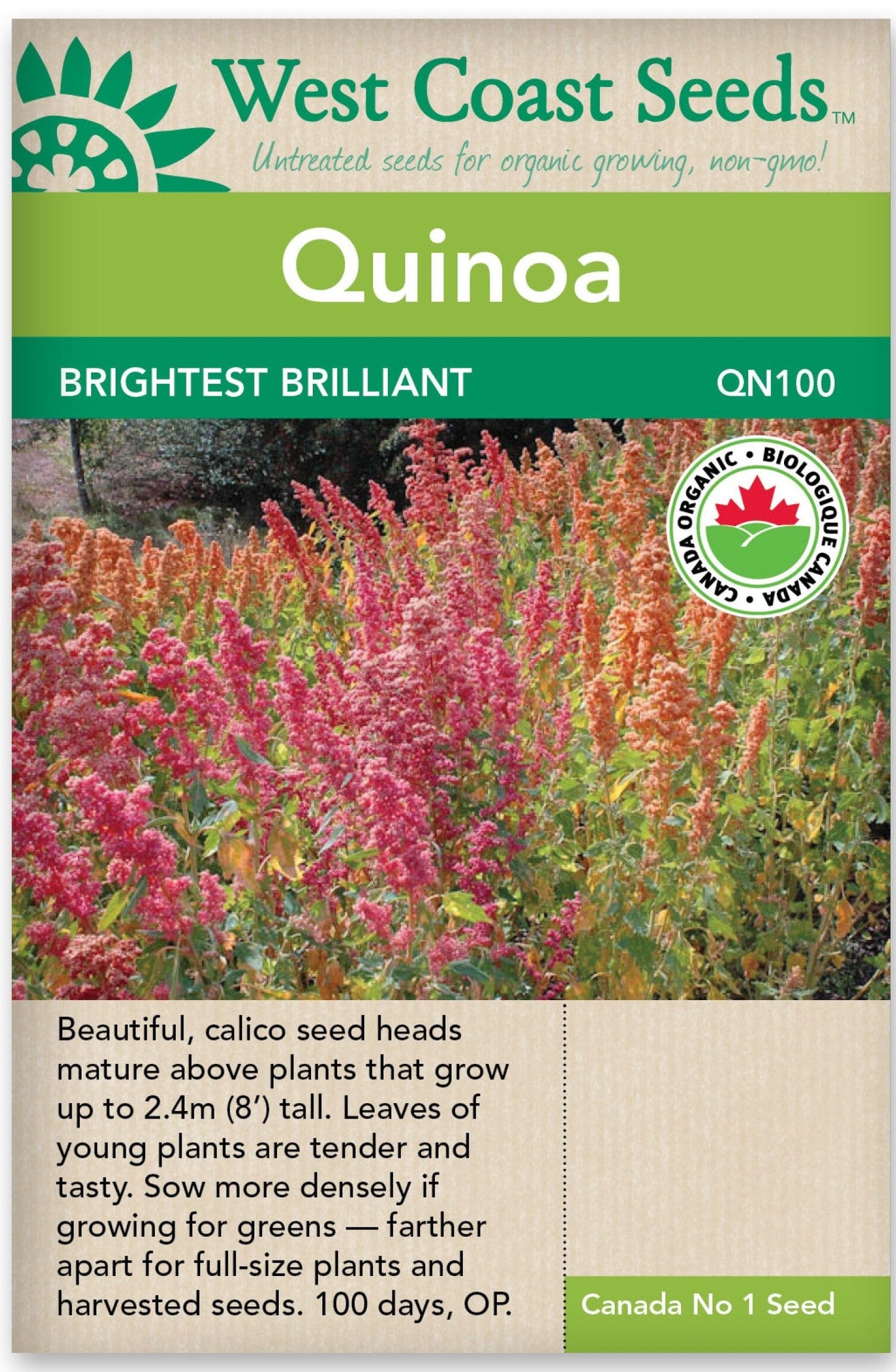 Organic Quinoa Brightest Brilliant - West Coast Seeds