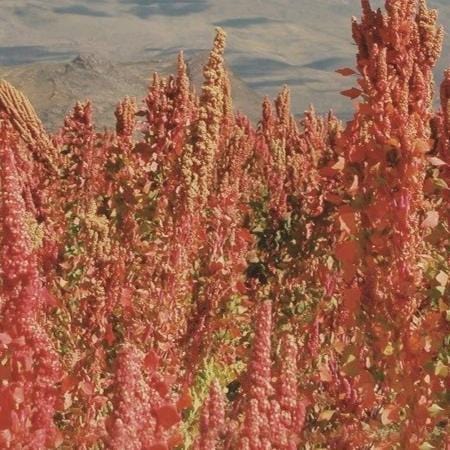 Quinoa - Metchosin Farm